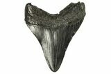 Fossil Megalodon Tooth - South Carolina #294415-1